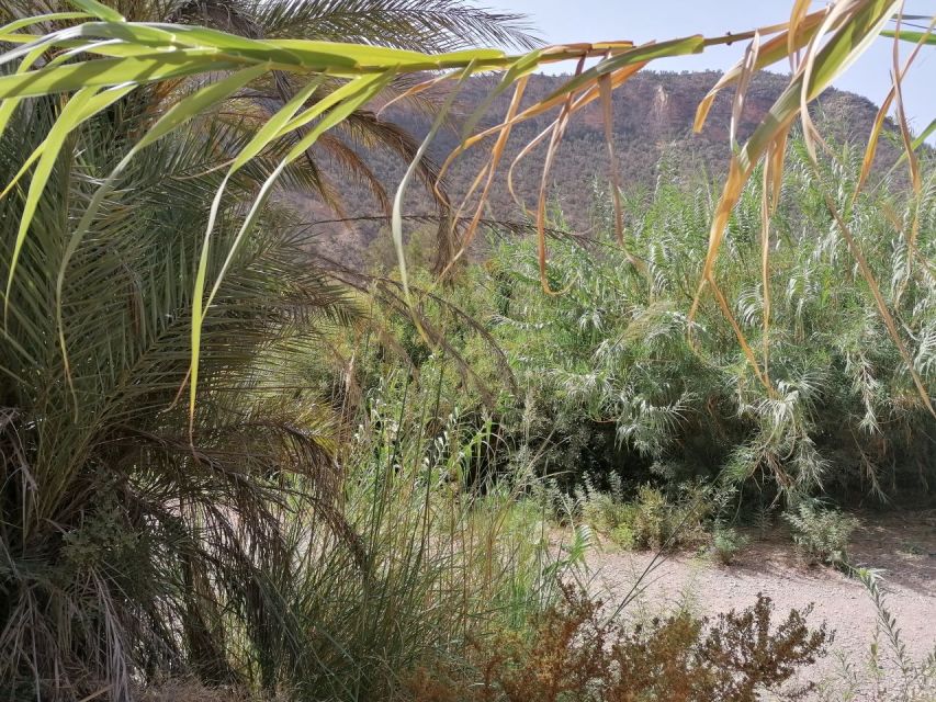 Agadir/Taghazout : Paradise Valley & Sandboarding with Lunch - Value check: why this day trip feels worth about $71
