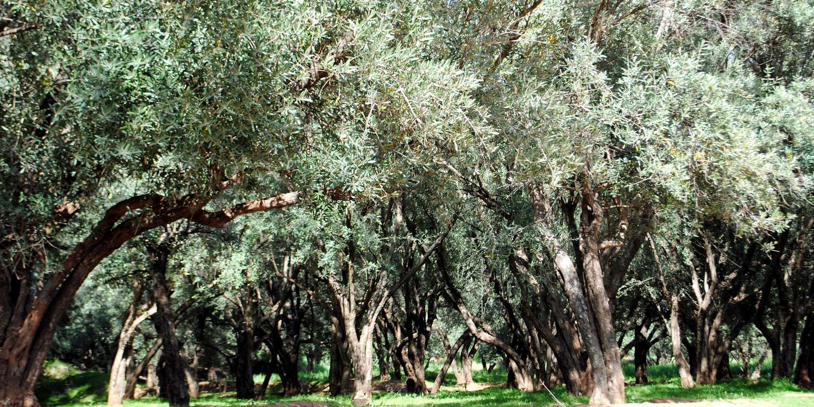 Agadir/Taghazout: Paradise Valley Tour to Atlas Mountains - Value check: what you get for about $21