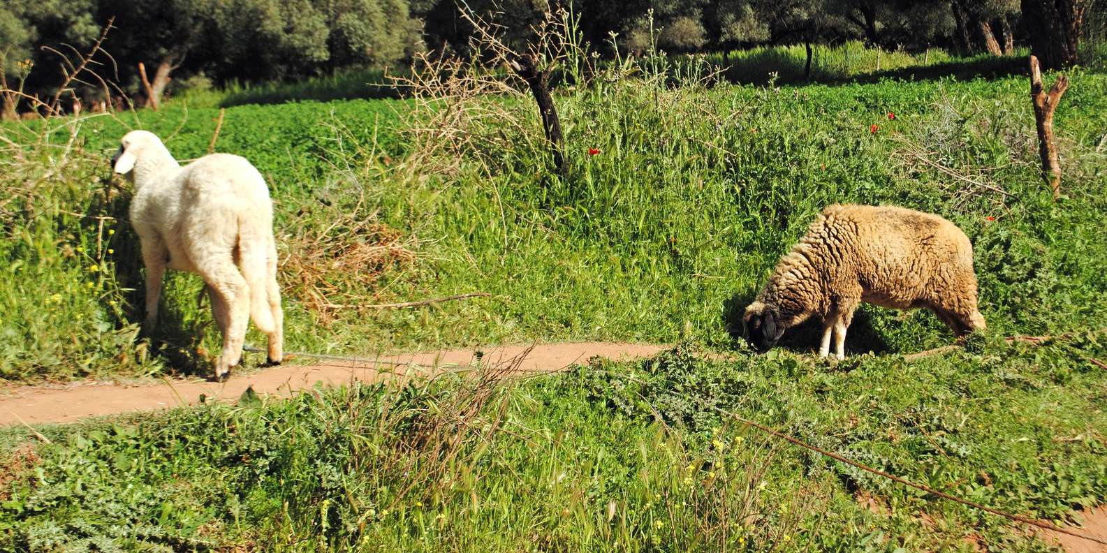 Agadir/Taghazout: Paradise Valley Tour to Atlas Mountains - Immouzar Honey Road: tasting, learning, and a sweet break from the road