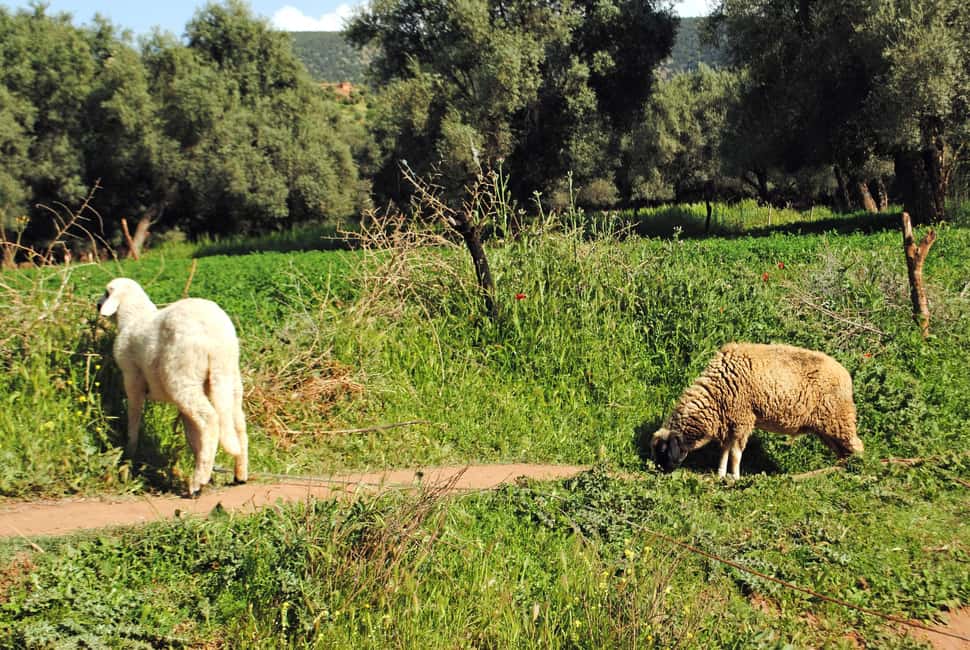 Agadir/Taghazout: Paradise Valley Tour to Atlas Mountains - Paradise Valley walk: how to pace yourself once you arrive
