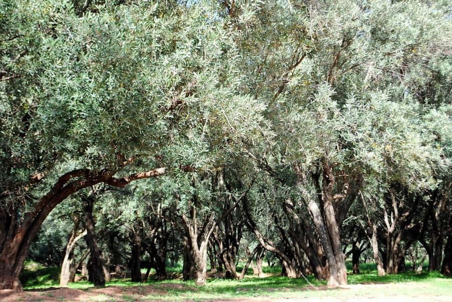 Agadir/Taghazout: Paradise Valley Tour to Atlas Mountains - Guide quality is the real secret ingredient