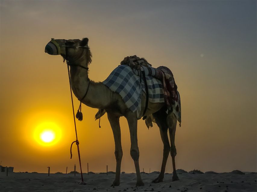 Agadir/Taghazout/Port: Camel Ride Tea & BBQ Option - Key things to know before you go