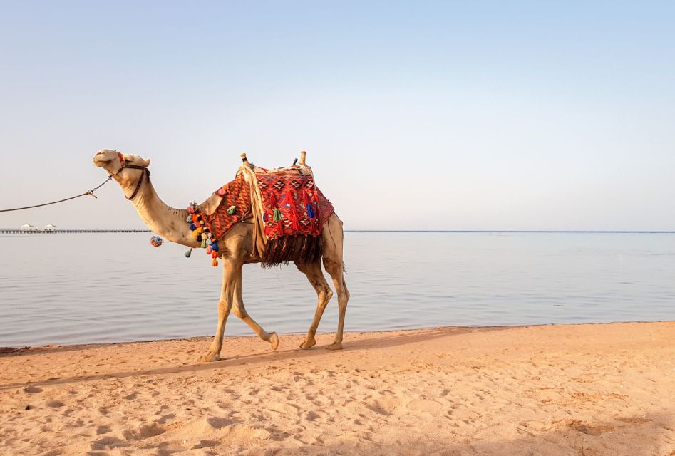 Agadir/Taghazout/Port: Camel Ride Tea & BBQ Option - Photos, timing, and how to avoid sticker shock