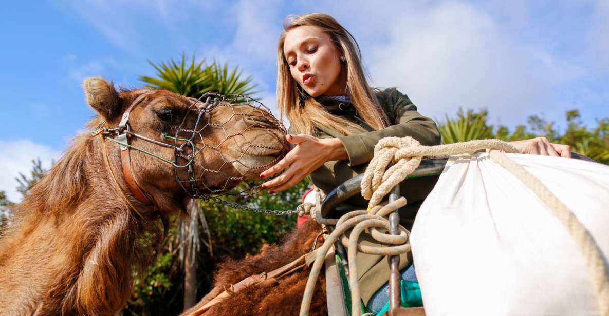 Agadir/Taghazout/Port: Camel Ride Tea & BBQ Option - Animal care and safety: what to look for, what to expect
