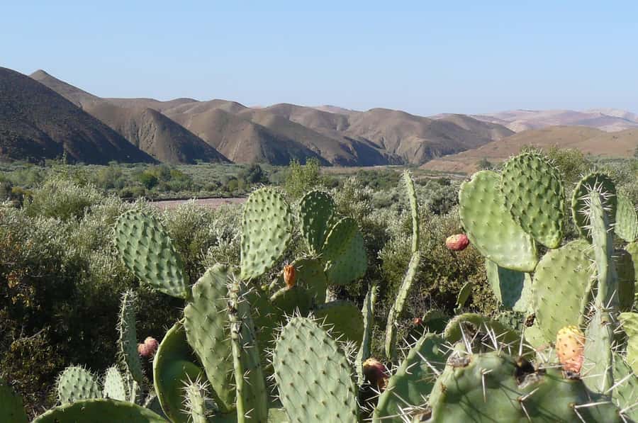 Agadir/Taghazout/Port: Paradise Valley Atlas Mountains Trip - Price and Timing: Why About $21 for Six Hours Can Be Real Value