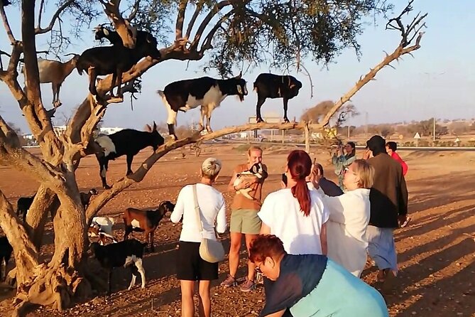 Agadir Tree‑Climbing Goats & Souk El Had Market Tour - Key Highlights You’ll Feel from the Start