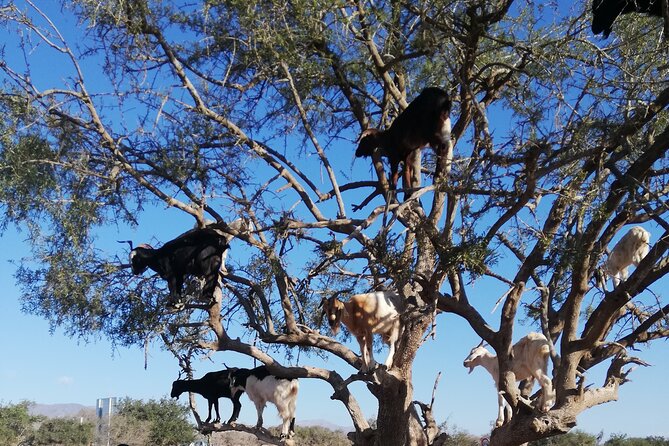 Agadir Tree‑Climbing Goats & Souk El Had Market Tour - Price and What You’re Really Paying For ($26)