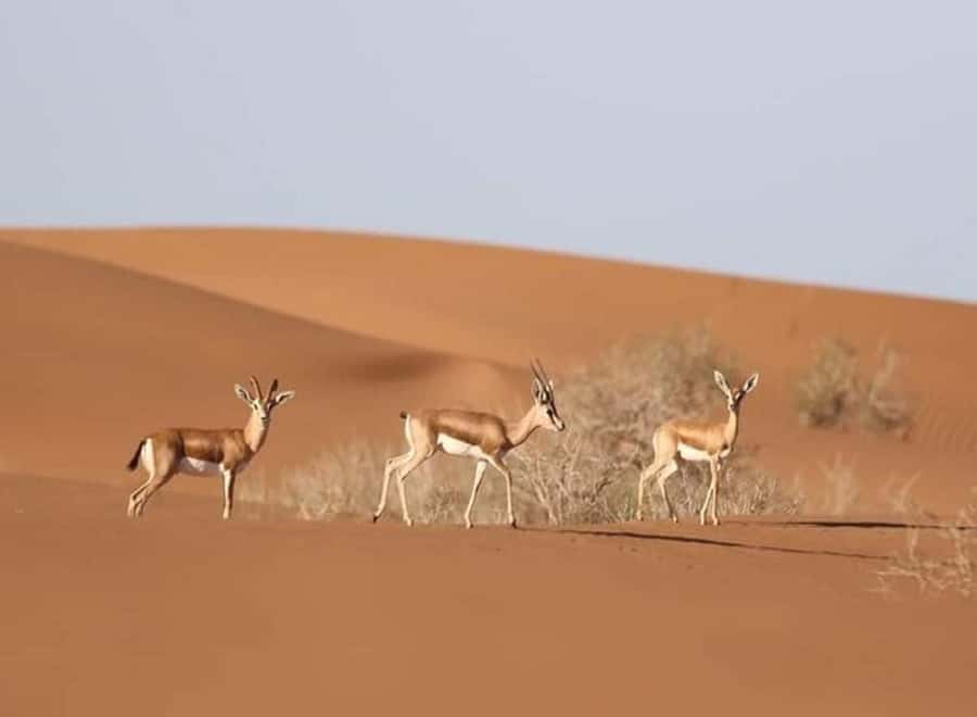 Agadir: Visit National park & Sahara Desert Including Lunch - Key Points at a Glance