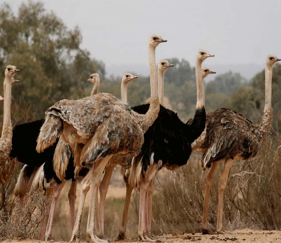 Agadir: Visit National park & Sahara Desert Including Lunch - What You’re Really Buying in This Agadir 4WD Safari