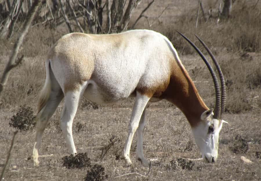 Agadir: Visit National park & Sahara Desert Including Lunch - Souss-Massa National Park: Wildlife Viewing Without the Walking