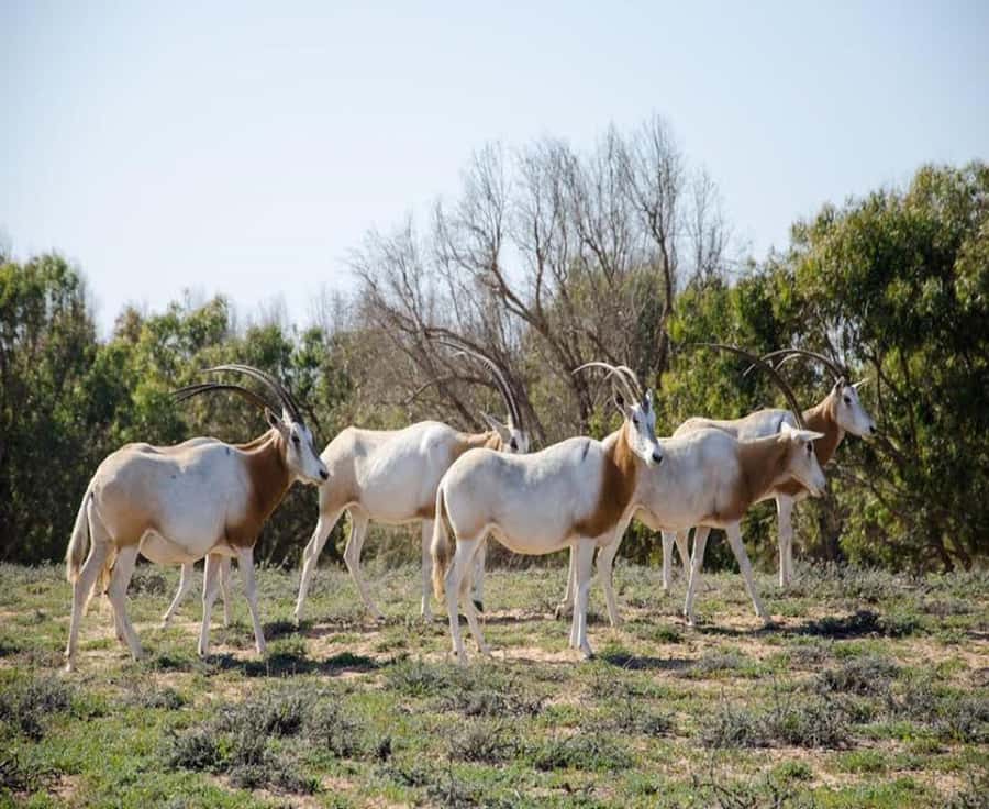 Agadir: Visit National park & Sahara Desert Including Lunch - Souss-Massa Town Walk and the Berber Life Routine