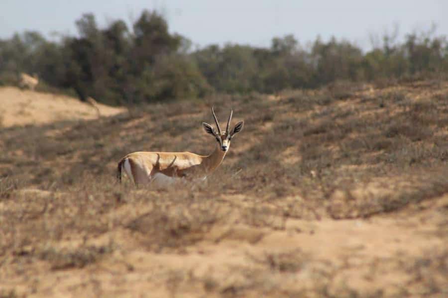 Agadir: Visit National park & Sahara Desert Including Lunch - Arbaa Rasmouka Banana Oasis, Small Dunes, and Camel Ride Time