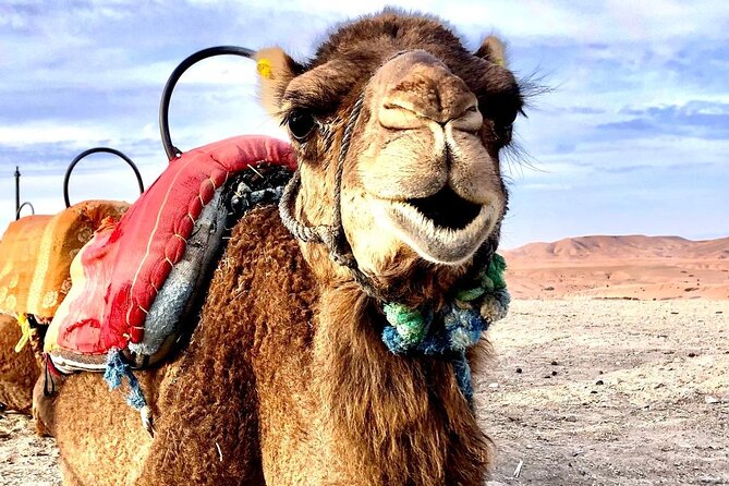 Agafay Desert Adventure Quad Bike and Camel Ride with Dinner Show - Getting there early: pickup, timing, and group reality