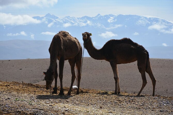 Agafay Desert Adventure: Quads, Camels, and dinner show - Quad biking in the desert: fun, but share the ride