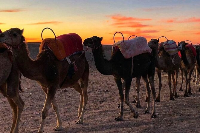 Agafay Desert-And Atlas Mountains & Camel-Trek-Day Trip From Marrakech - Price and value: what $70.57 gets you (and why it’s a fair deal)