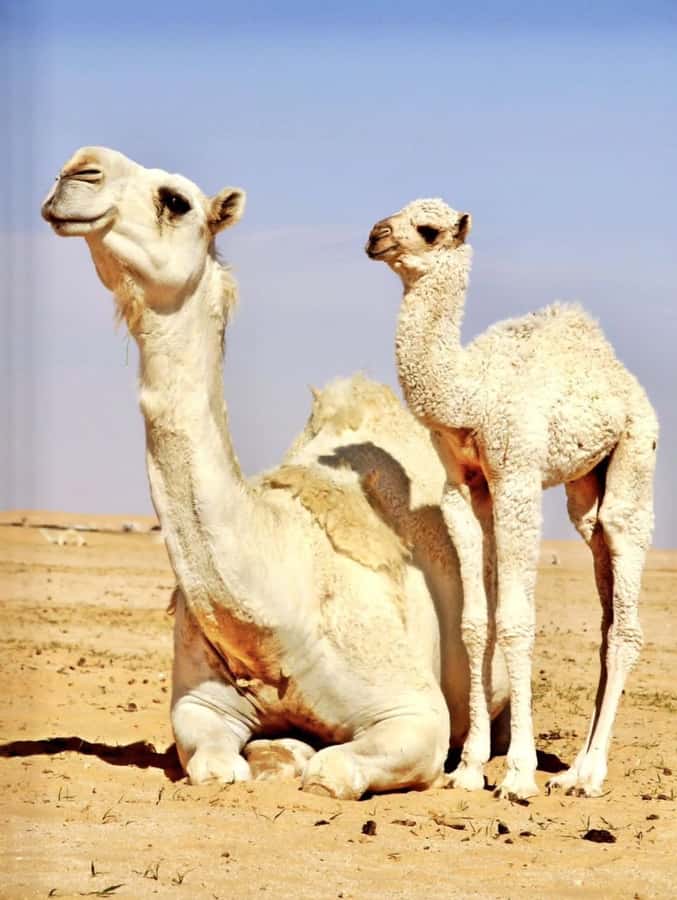 Agafay Desert & Atlas Mountain & Camel Ride Day Trip & Lunch - Key things to know before you go