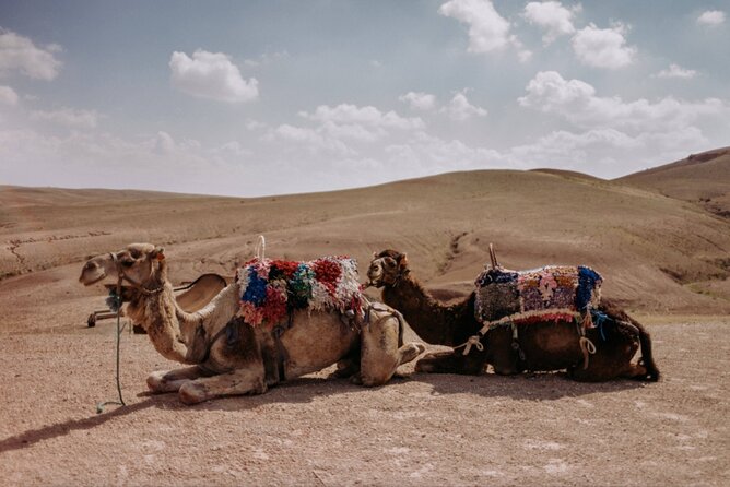Agafay desert Family Package: Quad Bike & Camel Ride, Dinner Show - Dinner Under the Tent: Tajine, Tea, and Local Entertainment