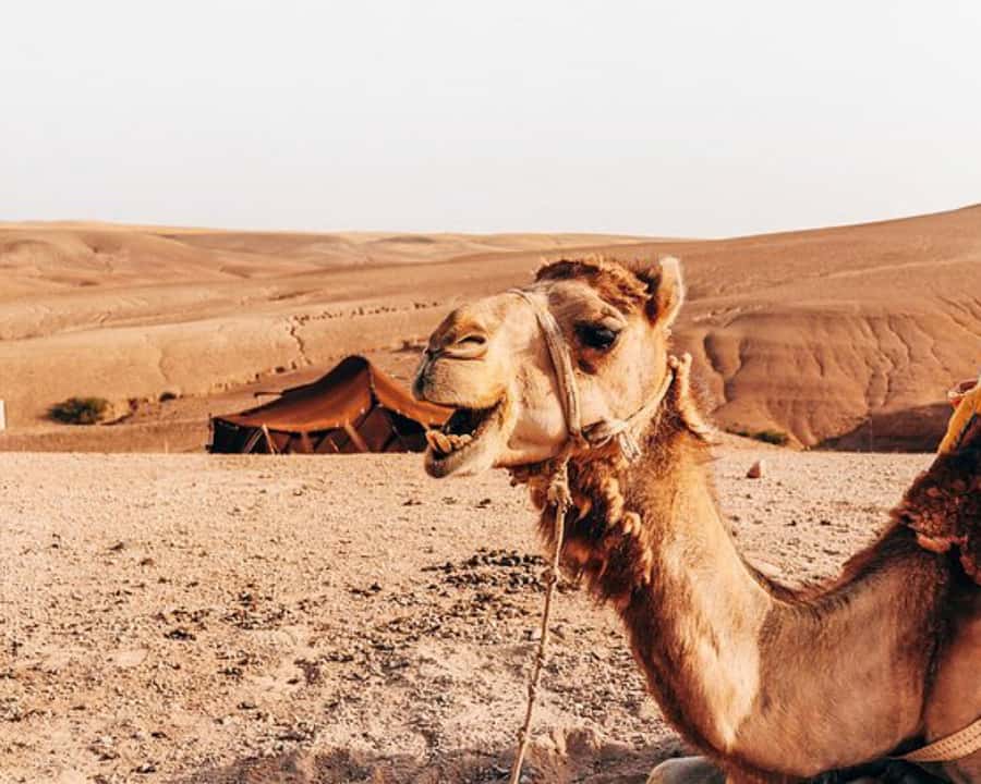 Agafay Desert: Magical Half-Day Lunch with Pool Swim - Should You Book Agafay Desert: Magical Half-Day Lunch With Pool Swim?