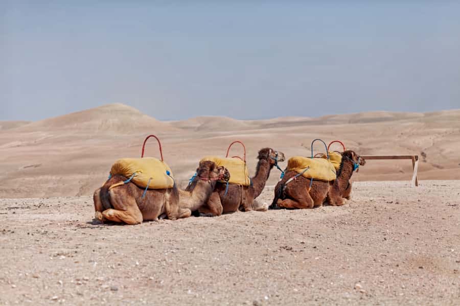 Agafay Desert: Quad Bike, Camel Ride and Dinner Show - Practical tips that actually help on this kind of desert day