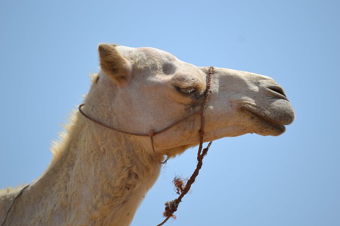 Agafay Desert :Quad or Camel with Lunch and pool or Dinner & Show - Quad or camel: picking the right ride for your energy level