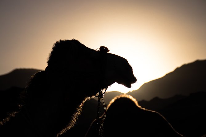 Agafay Desert sunset Camel ride and dinner Experience - Key things I’d highlight