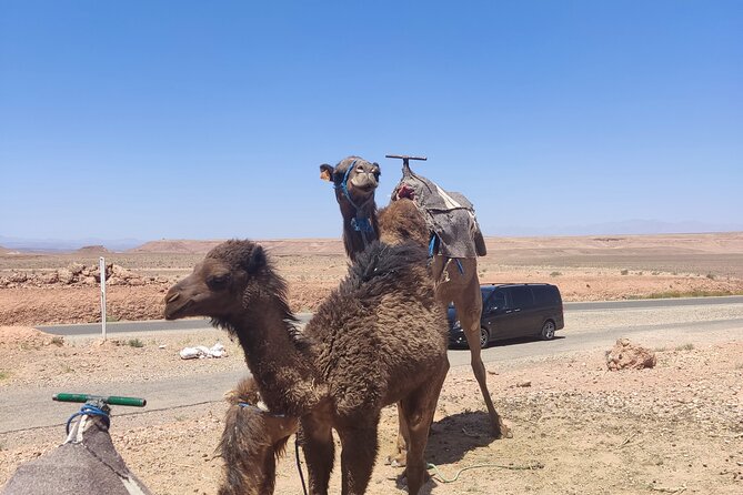 Ait Benhaddou private day trip from Marrakesh - Optional Camel Riding and Lunch: Choose What Fits Your Day