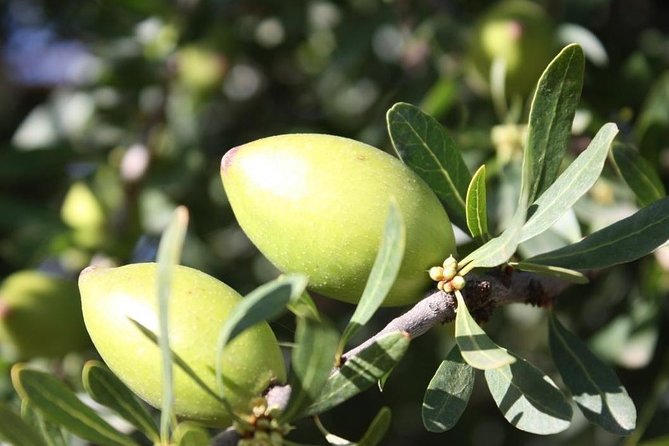 Argan Forest, tea time at a Berbers family & Visit of an Argan cooperative. - A Marabout stop with 16th-century elements: small, quiet, and historically grounded