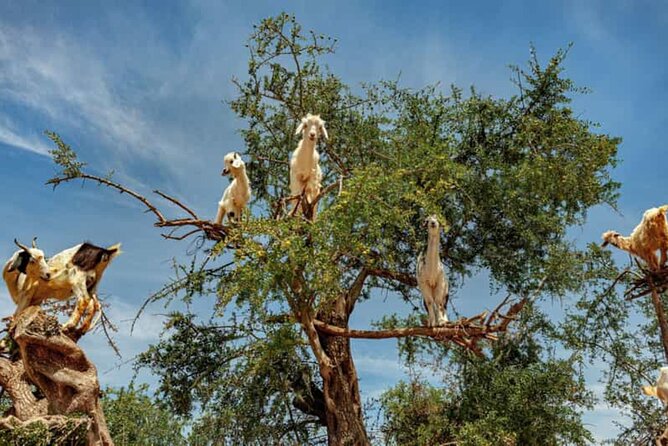 Argan Tree-Climbing Goats Morning Tour From Agadir - Key highlights worth planning for