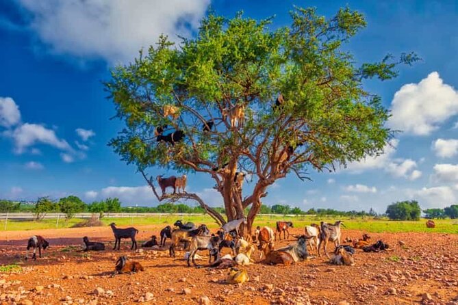 Argan Tree-Climbing Goats Morning Tour From Agadir - Argan-goat magic south of Agadir: what the experience is really like