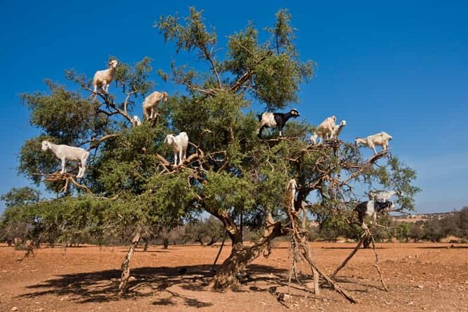 Argan Tree-Climbing Goats Morning Tour From Agadir - Price and value: why $20 can work (if you want this specific mix)