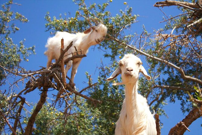 Argan Tree-Climbing Goats Morning Tour From Agadir - What to wear and bring for a smooth morning