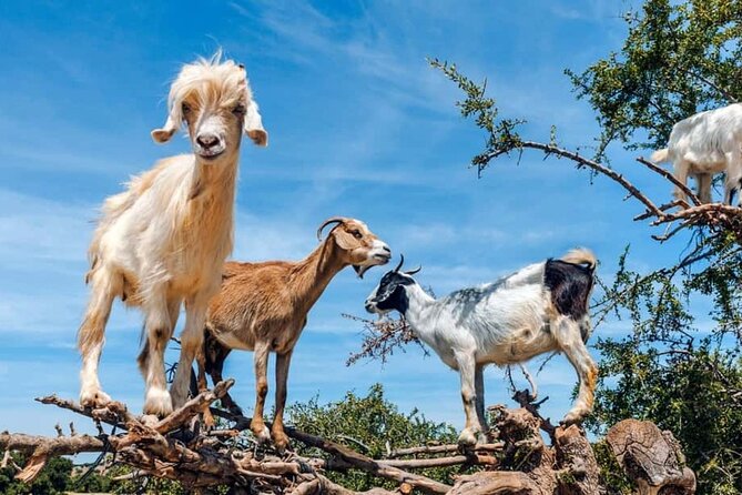 Argan Tree-Climbing Goats Morning Tour From Agadir - Stop 1: Tamait Izder and the goats in the trees