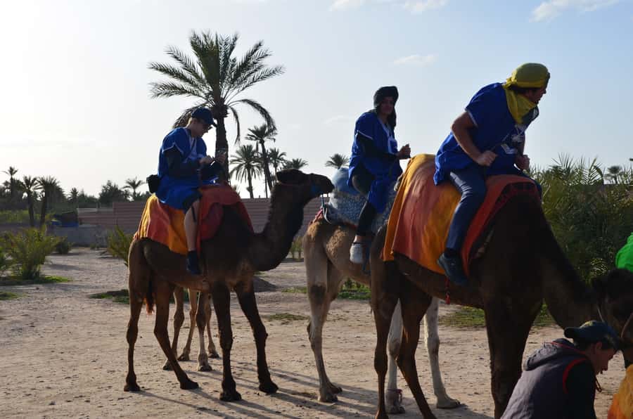 Around Marrakech: Camel Ride in Palm Groves including Tea - Key takeaways