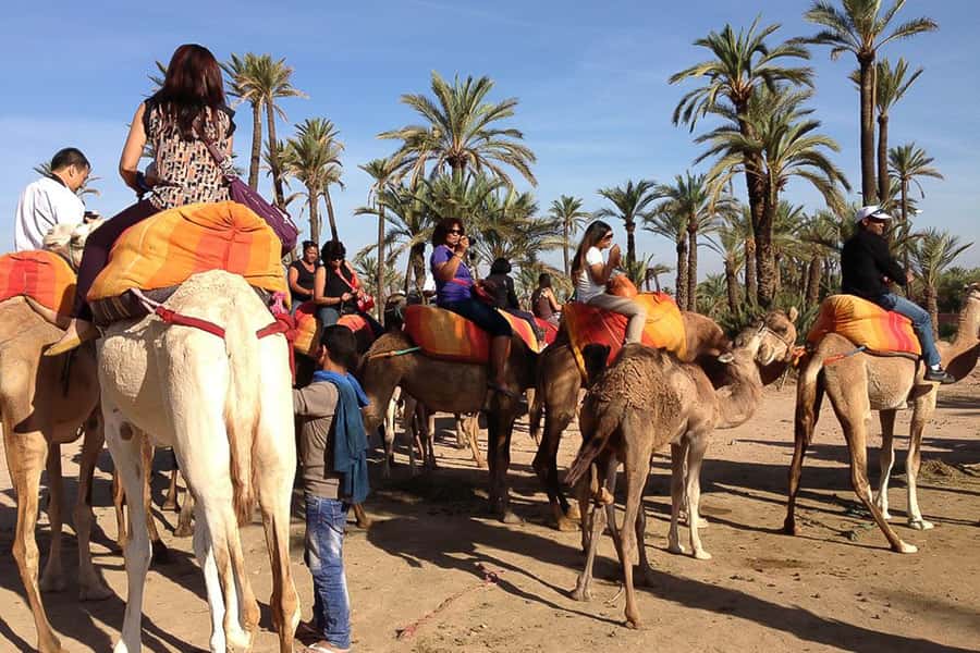 Around Marrakech: Camel Ride in Palm Groves including Tea - Palmeraie Camel Ride: What the hour in the palms is really like