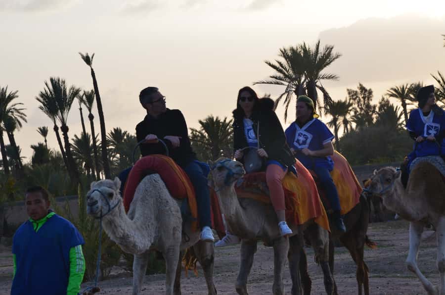 Around Marrakech: Camel Ride in Palm Groves including Tea - Quad bike option: adding 2 extra hours of thrill