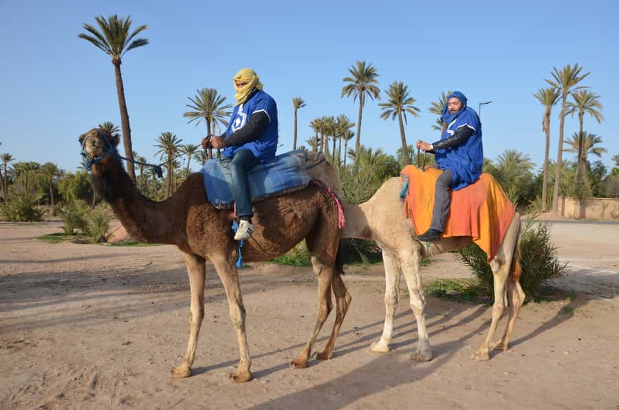 Around Marrakech: Camel Ride in Palm Groves including Tea - Pickup, timing, and how to plan your day in Marrakech