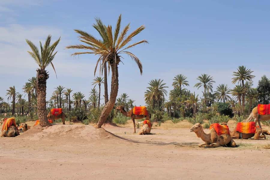 Around Marrakech: Camel Ride in Palm Groves including Tea - What to wear and bring so you feel comfortable