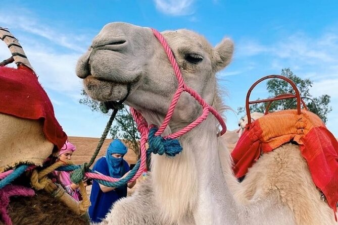 Atlas Bound: Marrakech's 5 Valleys Expedition - Marrakech to the Atlas: Your 9:00am Start and Long-But-Manageable Day
