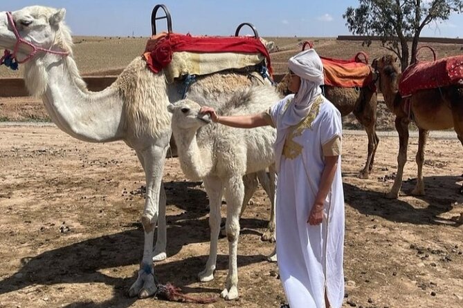 Atlas Bound: Marrakech's 5 Valleys Expedition - The 30-Minute Camel Ride: A Short Add-On With Real Switching Costs