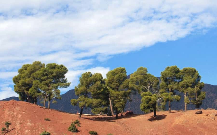 Atlas Mountain & Three Valleys Waterfalls & Desert Day Trip - How the 8 hours actually feels (and who it fits best)