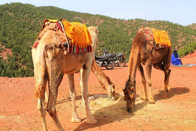 Atlas Mountains and 3 Valleys from Marrakech including Camel Ride - Moulay Ibrahim River Camel Ride: Comfort and Common Sense