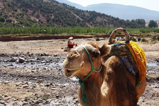 Atlas Mountains and Camel Ride Day Trip From Marrakech - Trekking in Toubkal National Park: your workout without the chaos
