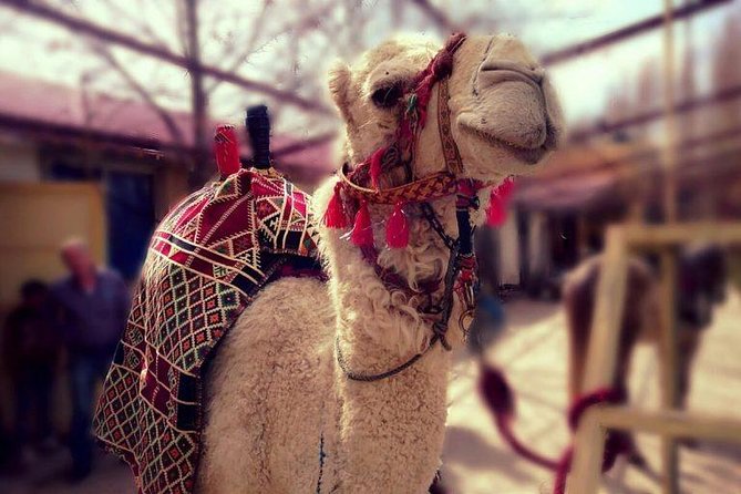 Atlas Mountains and Three Valleys & Waterfalls - Villages Marrakech Day Trip - Camel ride included: fun, but plan for the awkward moments