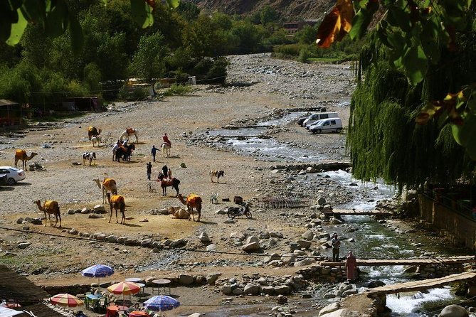 Atlas Mountains Day Trip with Camel Ride - Ladies Cooperatives of Argan Oil: A Practical Souvenir Stop