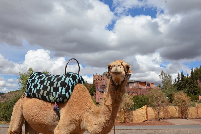 Atlas Mountains day Trips and berbers villages - Berber tent tea, nomadic costumes, and an argan-oil breakfast stop