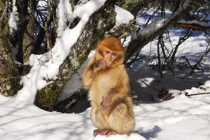 Atlas Mountains, Morocco: Ifrane, Azrou, Monkey Forest, Full Day Tour from Fez - Key highlights worth knowing before you go