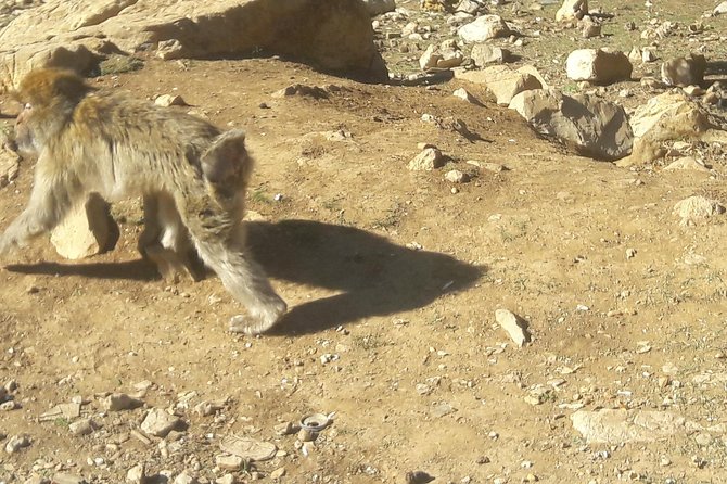 Atlas Mountains, Morocco: Ifrane, Azrou, Monkey Forest, Full Day Tour from Fez - Atlas Mountains villages with an easy Fez base