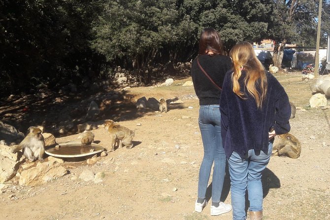 Atlas Mountains, Morocco: Ifrane, Azrou, Monkey Forest, Full Day Tour from Fez - The drive up: Ifrane views, spring walk, and a quick lake stop