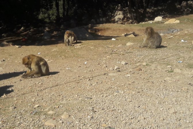 Atlas Mountains, Morocco: Ifrane, Azrou, Monkey Forest, Full Day Tour from Fez - Cedar Forest near Azrou: Barbary macaques and 800-year cedars