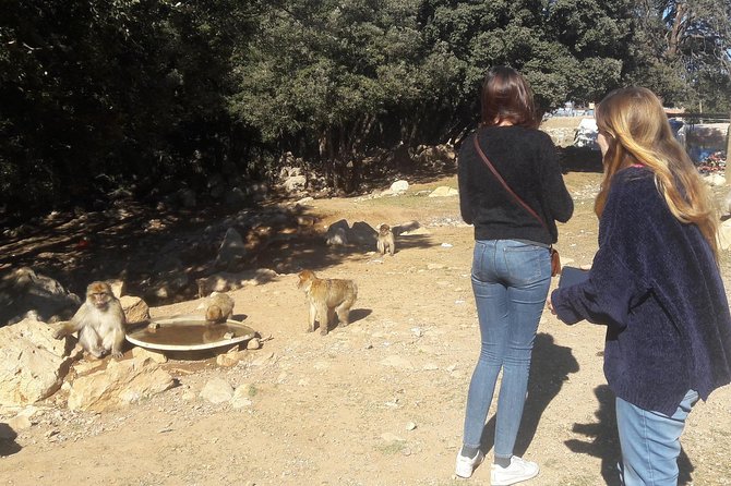 Atlas Mountains, Morocco: Ifrane, Azrou, Monkey Forest, Full Day Tour from Fez - Azrou: a mountain-town market center for lunch and slow wandering